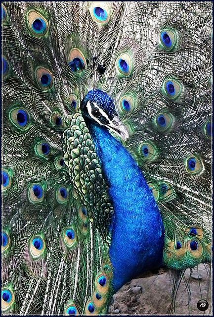 Colors Of A Peacock ~ Coloringbia