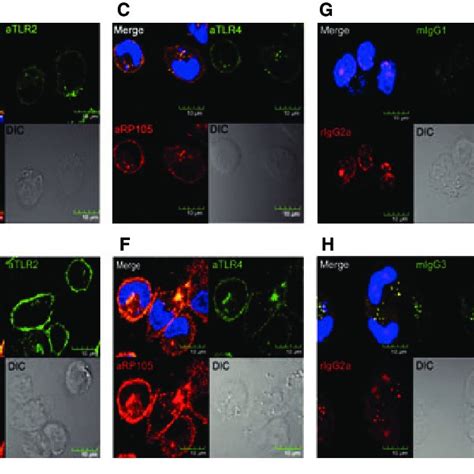 Toll Like Receptor 2 Tlr2 Tlr4 And Rp105 Interaction In The Download Scientific Diagram