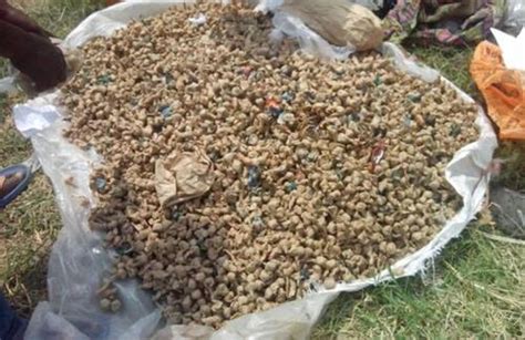 Suspected Drug Traffickers Arrested In Nyabihu