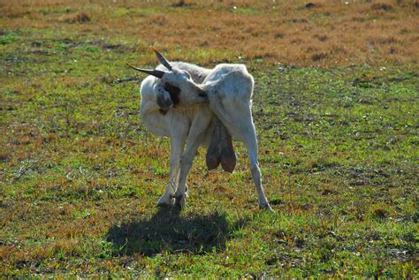 Goat Balls Holy Freaking Balls Will Flickr