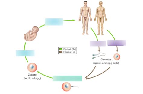 The human life cycle Diagram | Quizlet