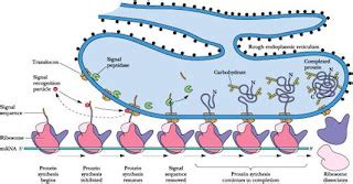 Biology matters: Cell structure and function tutorial - Ribosomes