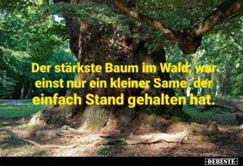 Wald Bilder Lustig Kostenlos Debeste De