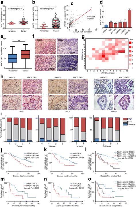 Macc1 As1 Is Upregulated In Gastric Cancer Gc Tissues And Predicts