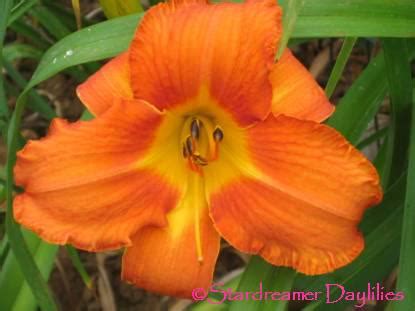 Stardreamer Daylilies Hot Ember