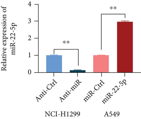 Mir 22 5p Regulates Nsclc Cell Proliferation Migration Invasion And