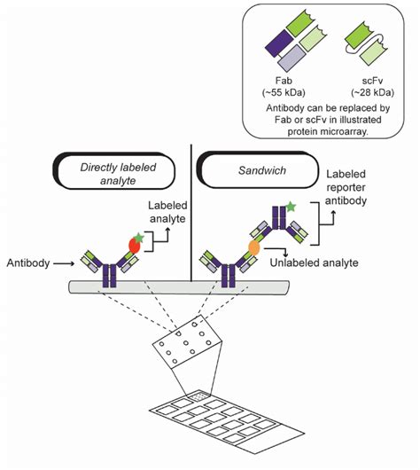 Illustration Of A General Affinity Protein Microarray Directly Labeled