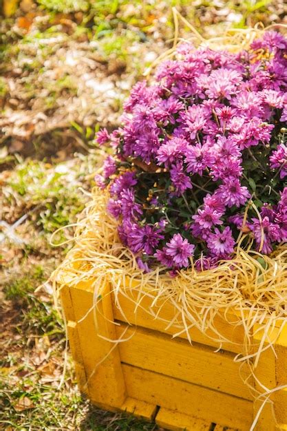 Crisantemos morados en caja de madera amarilla en el jardín | Foto Premium