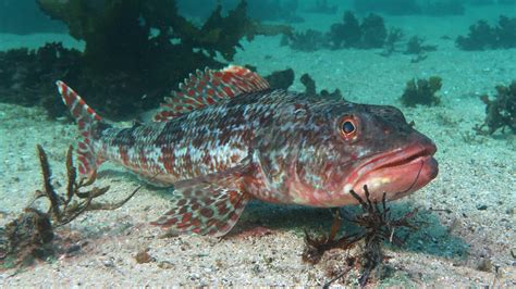 Order Aulopiformes Grinners Lizardfish Sydneydives