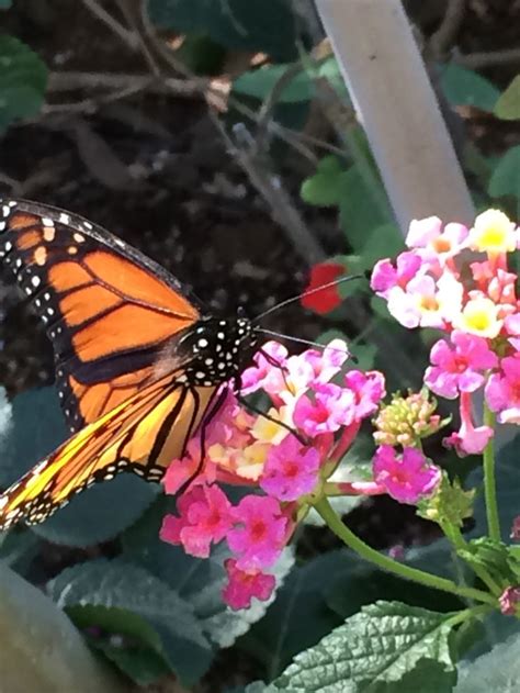 Butterfly Exhibit at the Desert Botanical Garden. | Desert botanical ...