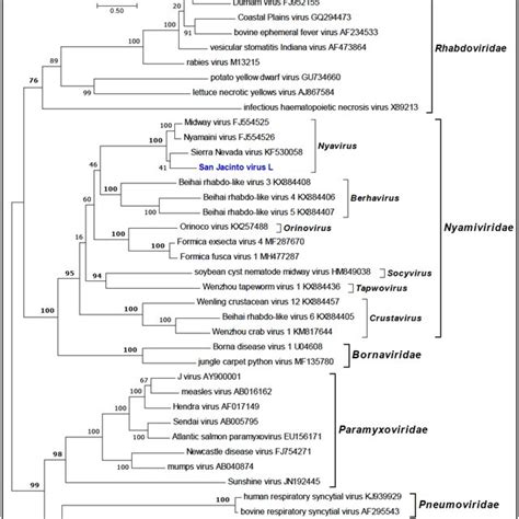 Maximum Likelihood Phylogenetic Tree Of The RNA Dependent RNA