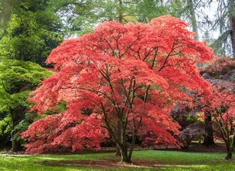 Canada National Tree: The Maple Tree