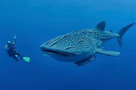 Private Tour From Bohol To Oslob Cebu Whale Shark Experience