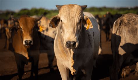 10 benefícios da rastreabilidade bovina qualidade e segurança