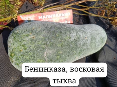 Бахчевые_Бенинказа (восковая тыква), Юго-Восточная Азия - купить по ...