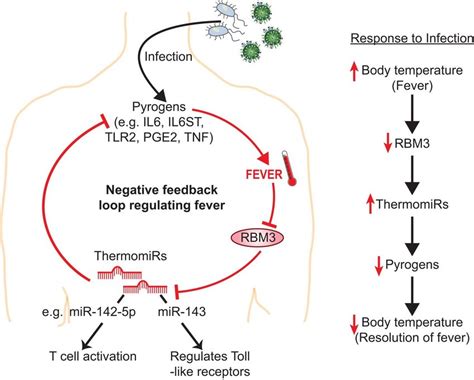 Negative Feedback Loop Diagram Body Temperature