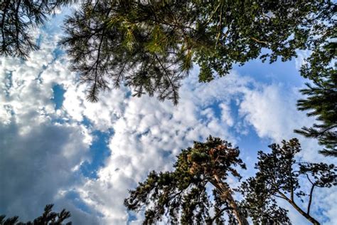 Free Images Sky Blue Tree Nature Vegetation Daytime Green