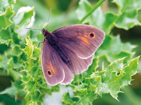 Meadow brown butterfly photo print - Hawk Editorial Ltd