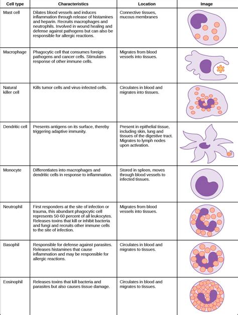 Innate Immune Response Openstax Biology Study Guides