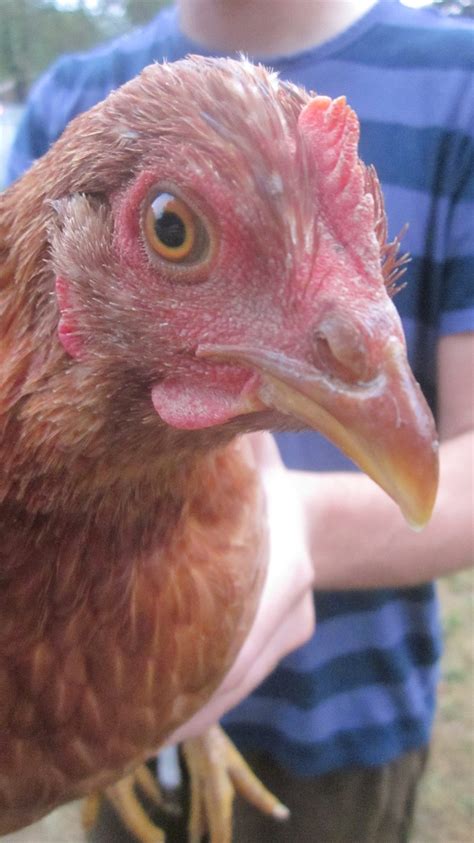 First Time Chicken Farmer Having Comb Issues Should I Be Concerned