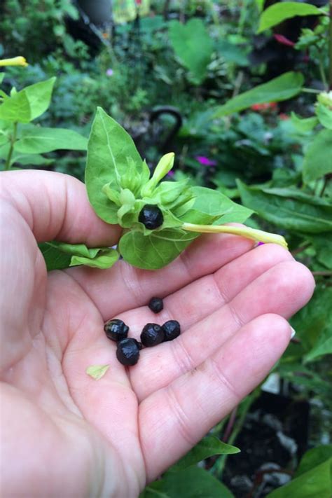 How to Plant Honeysuckle in Your Garden (Tricks to Care!)