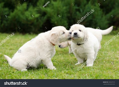 Adorable Golden Retriever Puppies Kissing Stock Photo 292527515 ...