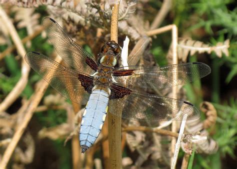 Broad Bodied Chaser Libellula Depressa Yorkshire Dragonfly Group