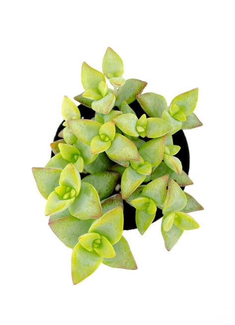 Crassula Conjuncta Altman Plants Plants Succulents Cactus And Succulents