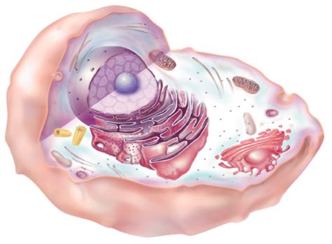 Animal Cell Organelles Diagram | Quizlet