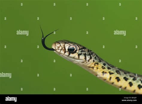 Prairie Kingsnake Lampropeltis Calligaster Young Sinton Corpus