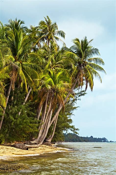 Palm In Sand Beach Koh Samui Thailand Stock Image Image Of Climate