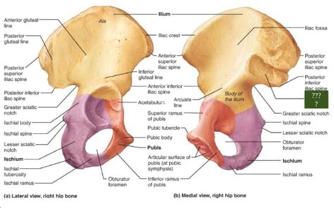 Osteology Of The Pelvic Limb Flashcards Quizlet