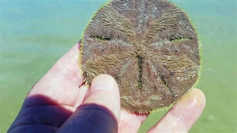 Living Sand Dollar How A Sand Dollar Moves Youtube