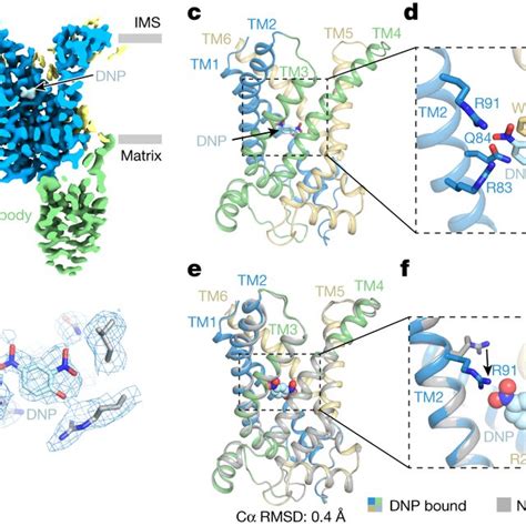 Structure Of Human Ucp In The Dnp Bound State A A Cut Open Side View