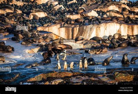 Los Pingüinos Africanos En Seal Island Colonia De Focas En El Fondo Pingüino Africano