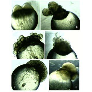 Schematic Descriptions Of Mouse Sperm Cryopreservation And In Vitro