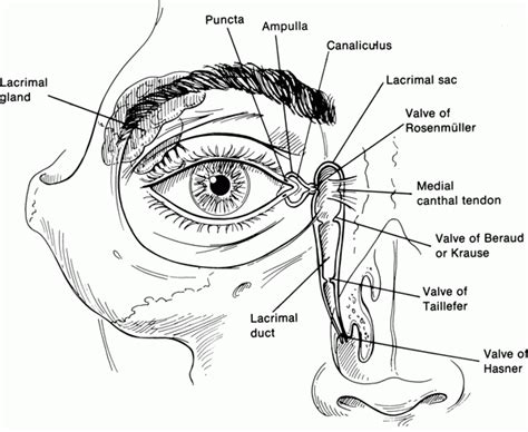 Eyelid Laceration Repair | Plastic Surgery Key