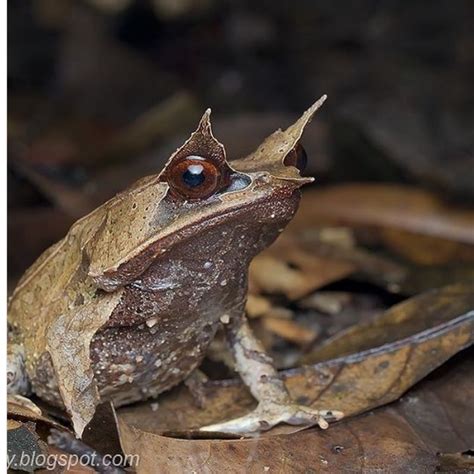 Malayan Leaf Frog Aka Long Nosed Horned Frog Worlds Most Camouflaged