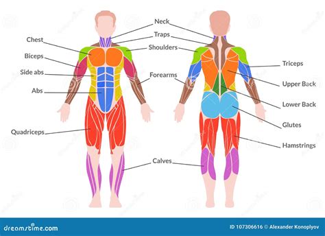 Sistema Muscular Desenho Sistema Muscular Desenho Facil Imagens Para Images