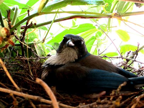 Blue Jay Nesting | Chris Herndon