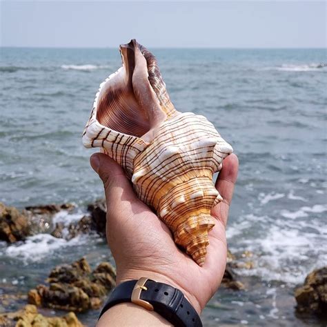 Buy Large Natural Sea Shells Huge Ocean Conch 15 20 Cm Jumbo Seashells Perfect For Wedding