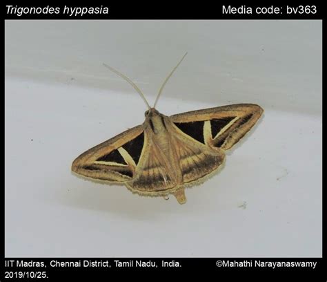 Trigonodes Hyppasia Cramer Moths