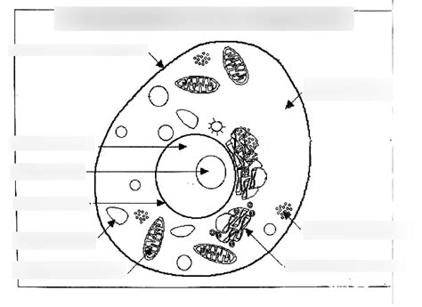 Biology Animal Cell Label Diagram Quizlet