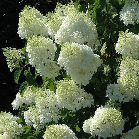 Limelightt Hydrangea The Most Cold Hardy Hydrangea Large Dense Cone