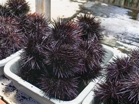 Why Sea Urchins So Expensive Slviki Org