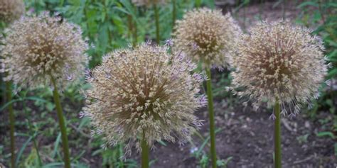 What To Do With Alliums After Flowering - Cutting Back & Dividing