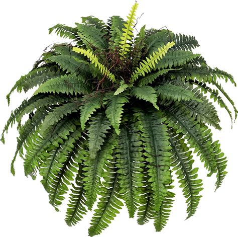 Amazon Hidezhi Realistic Artificial Ferns Artificial Faux Ferns