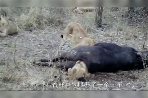 狮子最憋屈的死法本想掏野牛的肛，结果反被打野牛死法结果