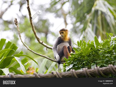 Red-shanked Douc Image & Photo (Free Trial) | Bigstock