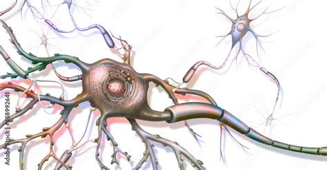 Anatomy of a nerve cell connected to other nerve cells. Stock ...